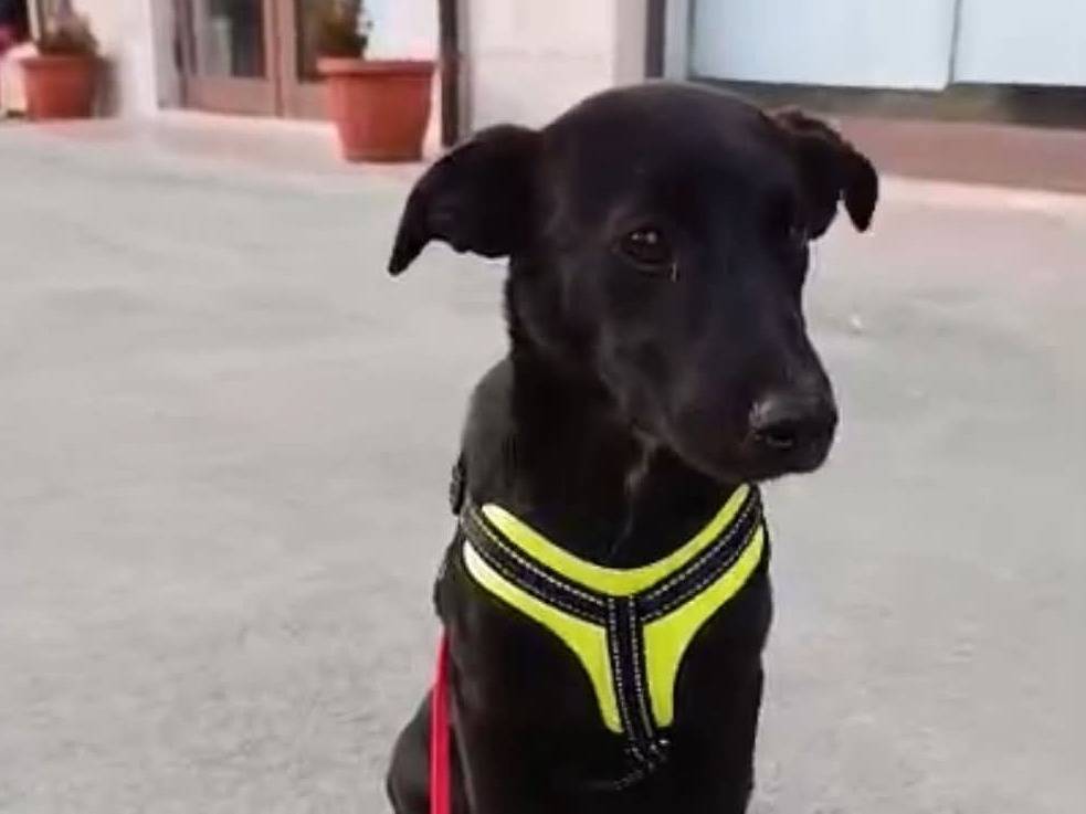 Adotta un cane, femmina, 5 mesi, Benevento