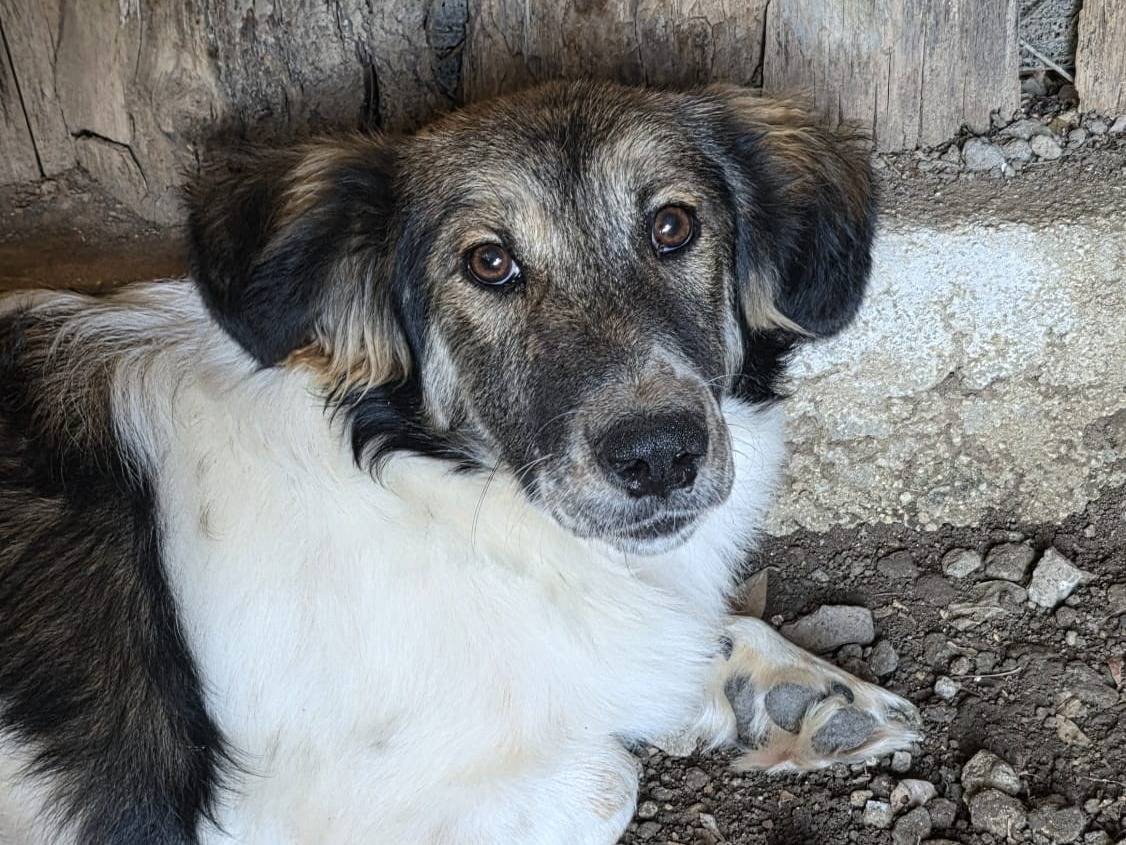 Adotta un cane, femmina, 8 mesi, Roma