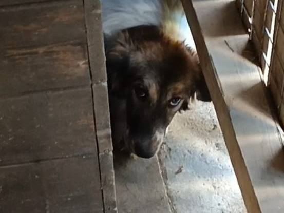 Adozione cane, femmina, Razza sconosciuta Razza sconosciuta, 8 mesi, taglia piccola, Roma