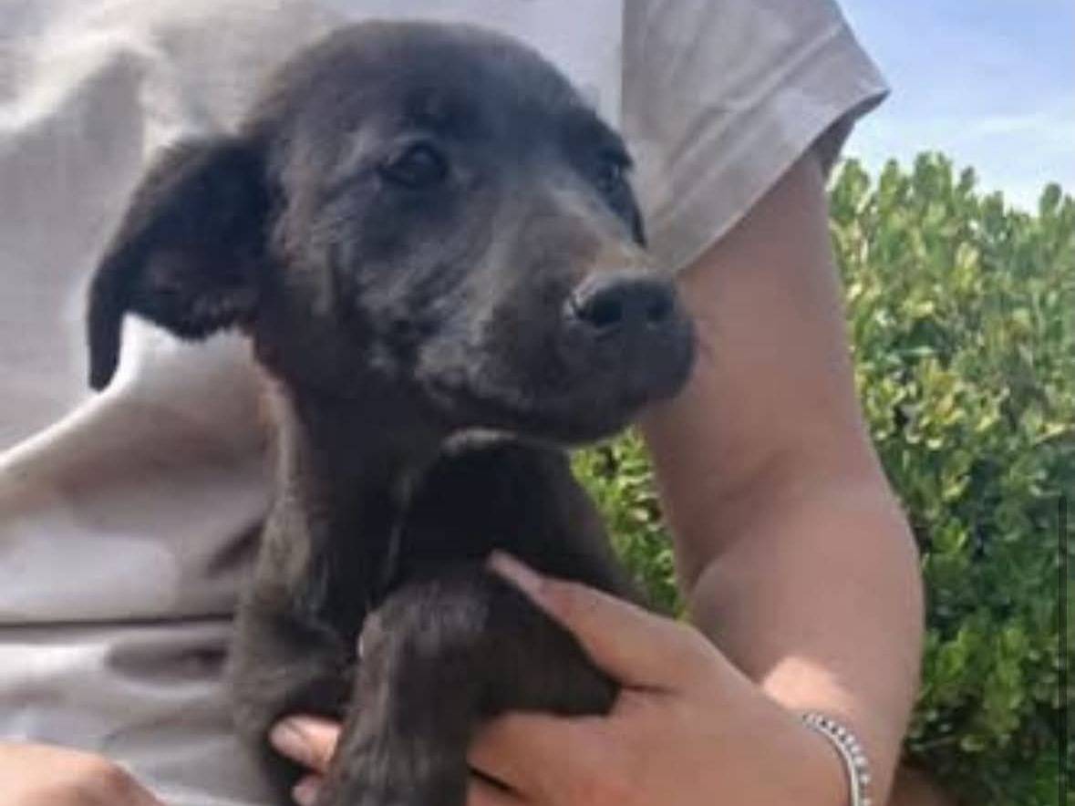 Adozione cane, femmina, Razza sconosciuta Razza sconosciuta, 5 mesi, taglia piccola, Benevento