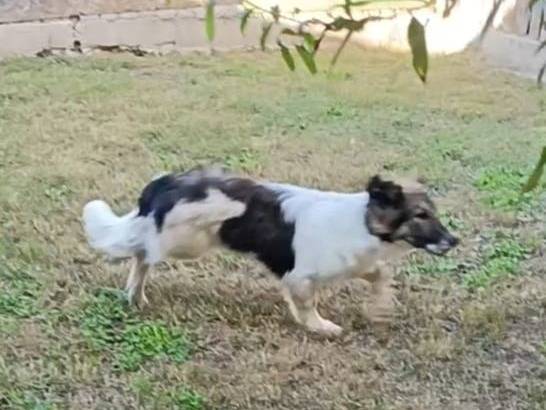 Adotta un cane, taglia piccola, femmina, Roma