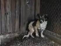 Vuoi adottare un cane a Roma?