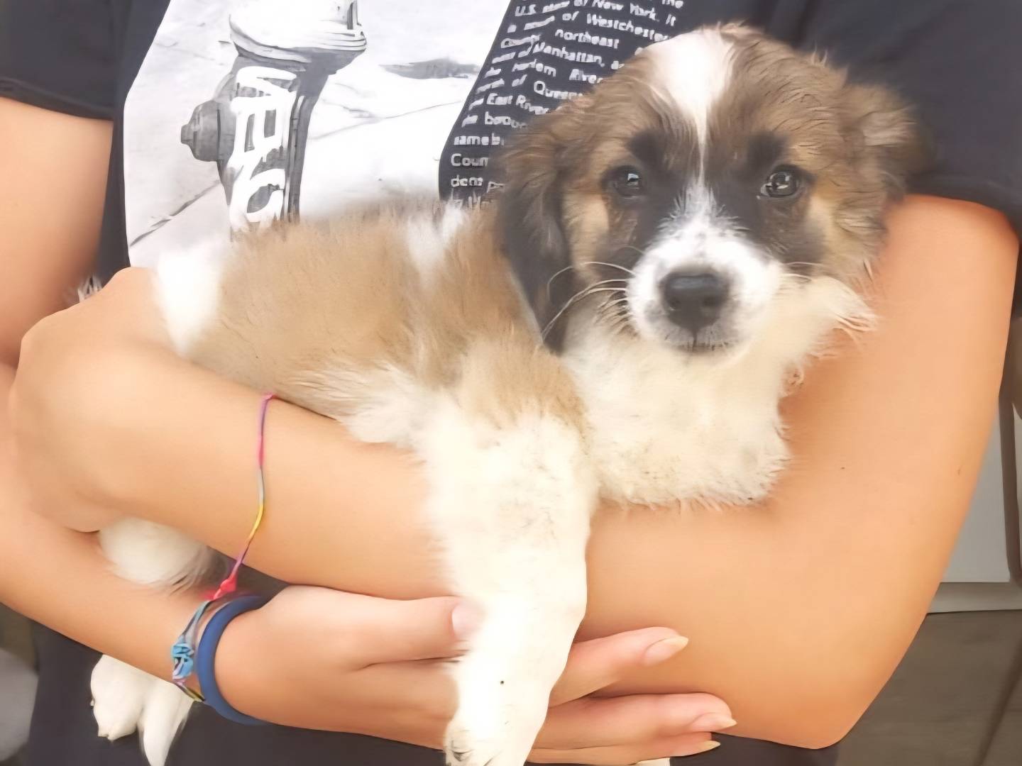 Adozione cane, femmina, Razza sconosciuta Razza sconosciuta, 2 mesi, taglia piccola, Caserta