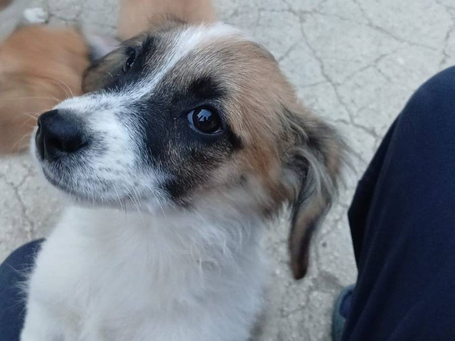 Adotta un cane, femmina, 2 mesi, Caserta