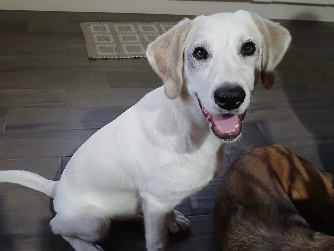 Adotta un cane, maschio, 5 mesi, Siracusa