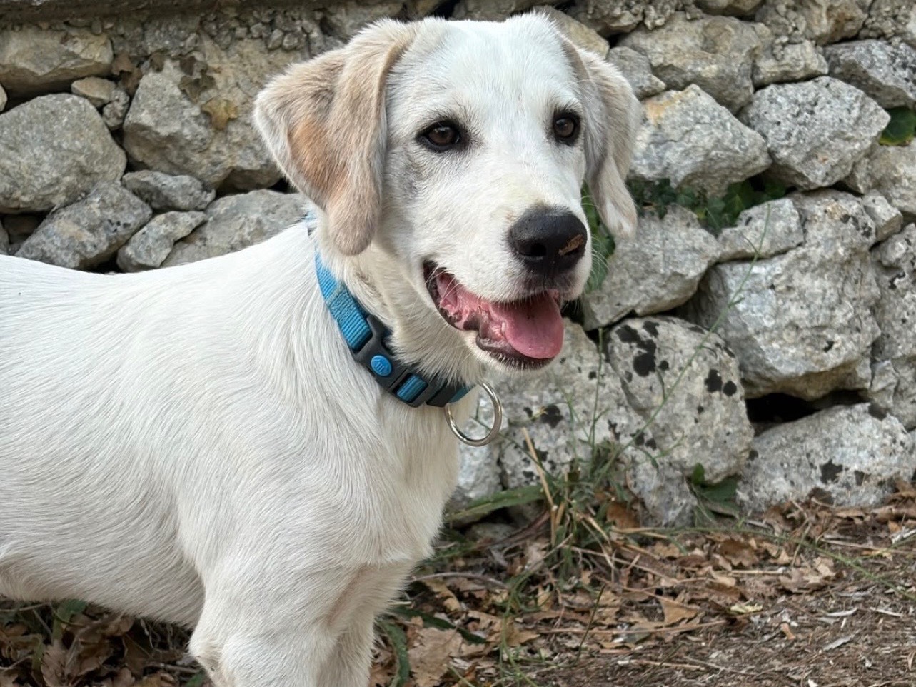 Adotta un cane, taglia grande, maschio, Siracusa