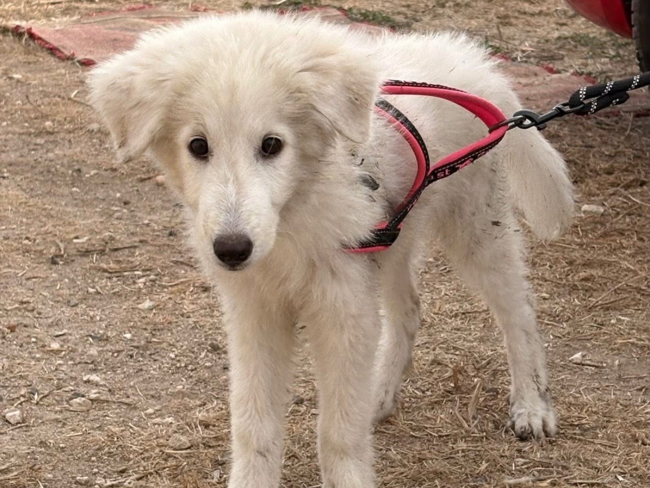Adozione cane, femmina, Razza sconosciuta Razza sconosciuta, 4 mesi, taglia grande, Sassari