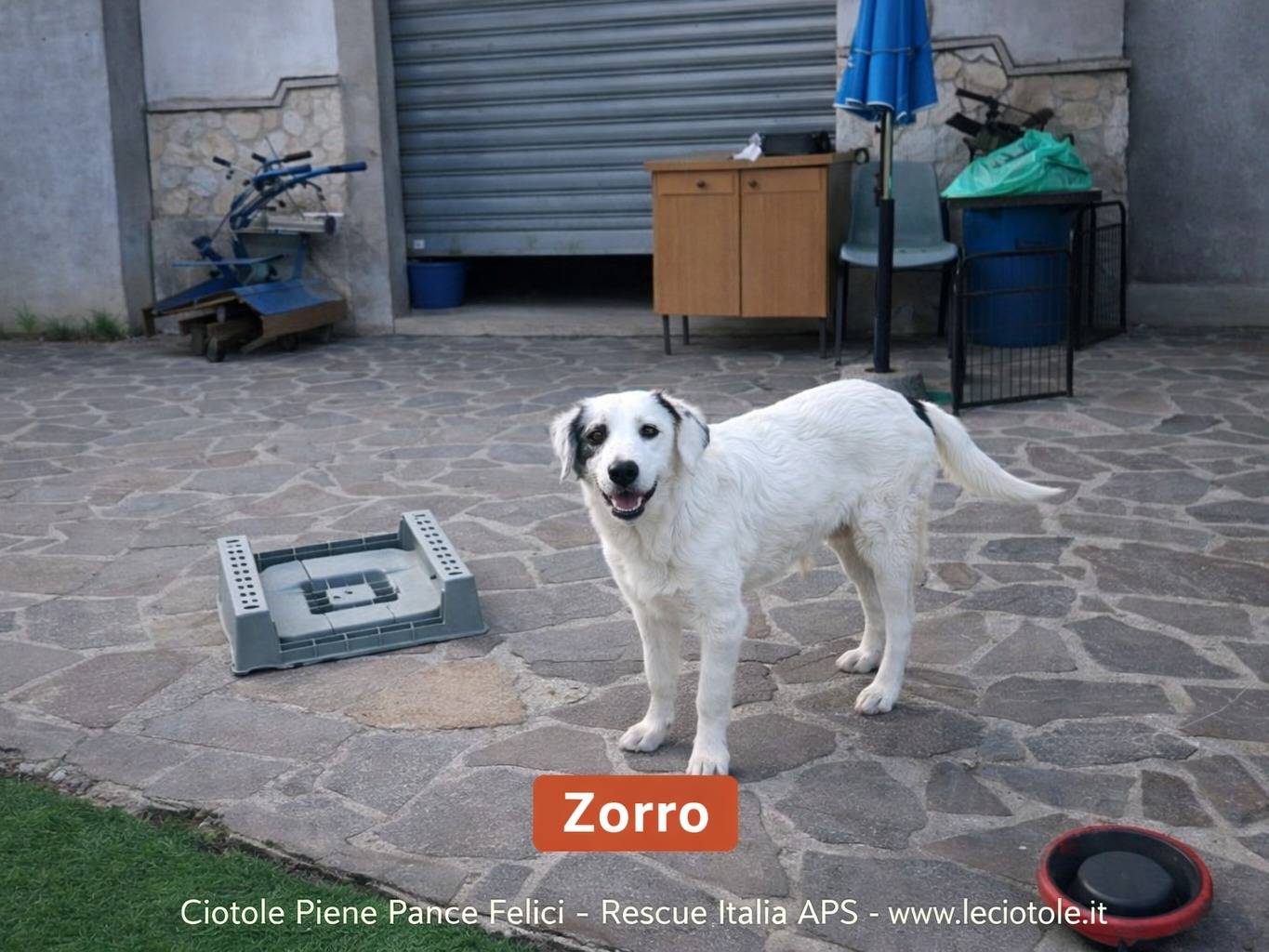 Adozione cane, maschio, Razza sconosciuta Razza sconosciuta, 7 mesi, taglia media, Avellino