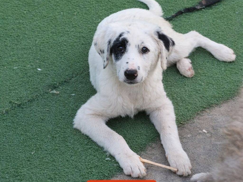 Adotta un cane, maschio, 7 mesi, Avellino