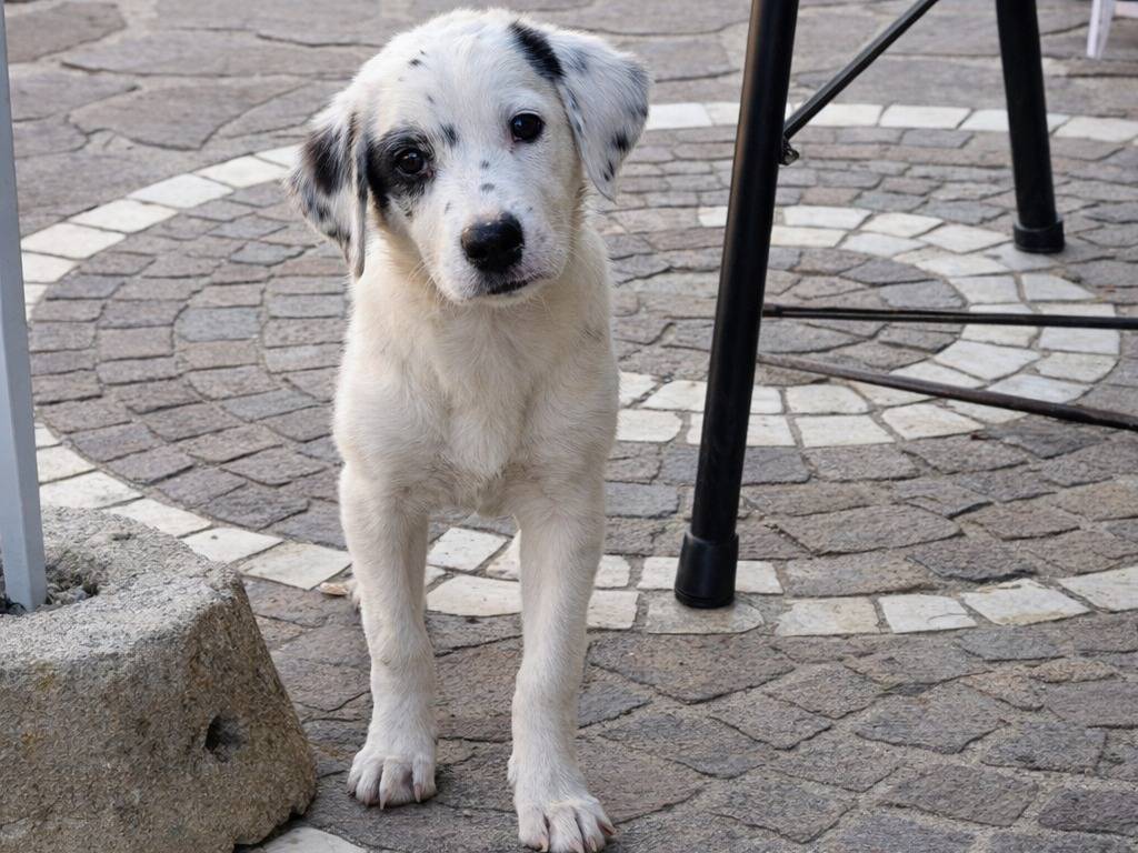 Adotta un cane, taglia media, maschio, Avellino