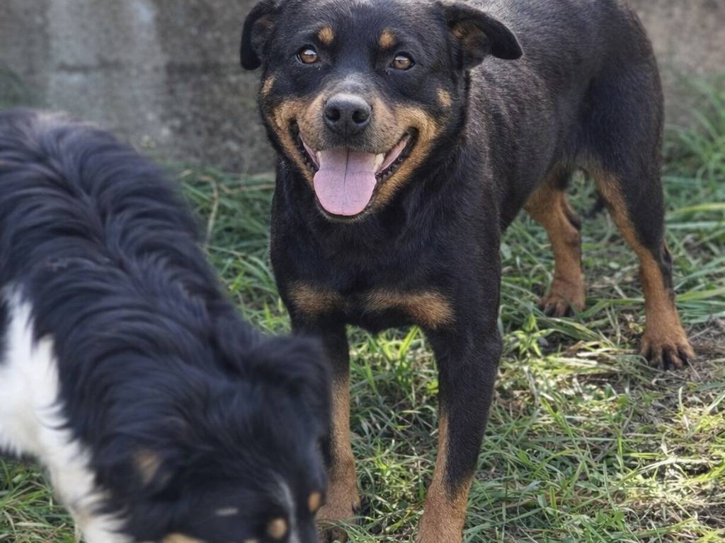 Adotta un cane, femmina, 4 anni e 5 mesi, Avellino