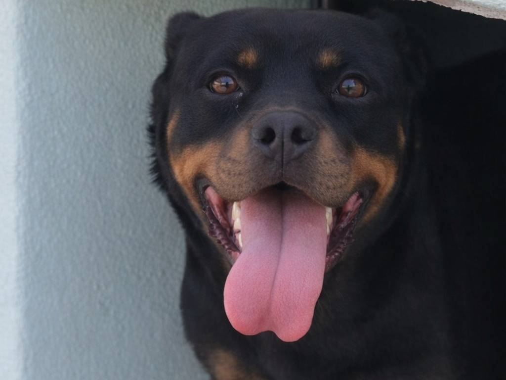 Adotta un cane, taglia media, femmina, Avellino