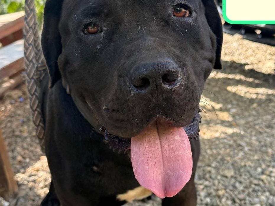 Adozione cane, maschio, Corso Razza sconosciuta, 3 anni, taglia gigante, Vibo