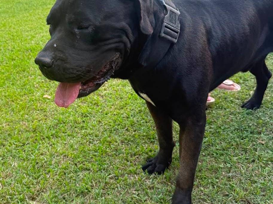 Adotta un cane, maschio, 3 anni, Vibo