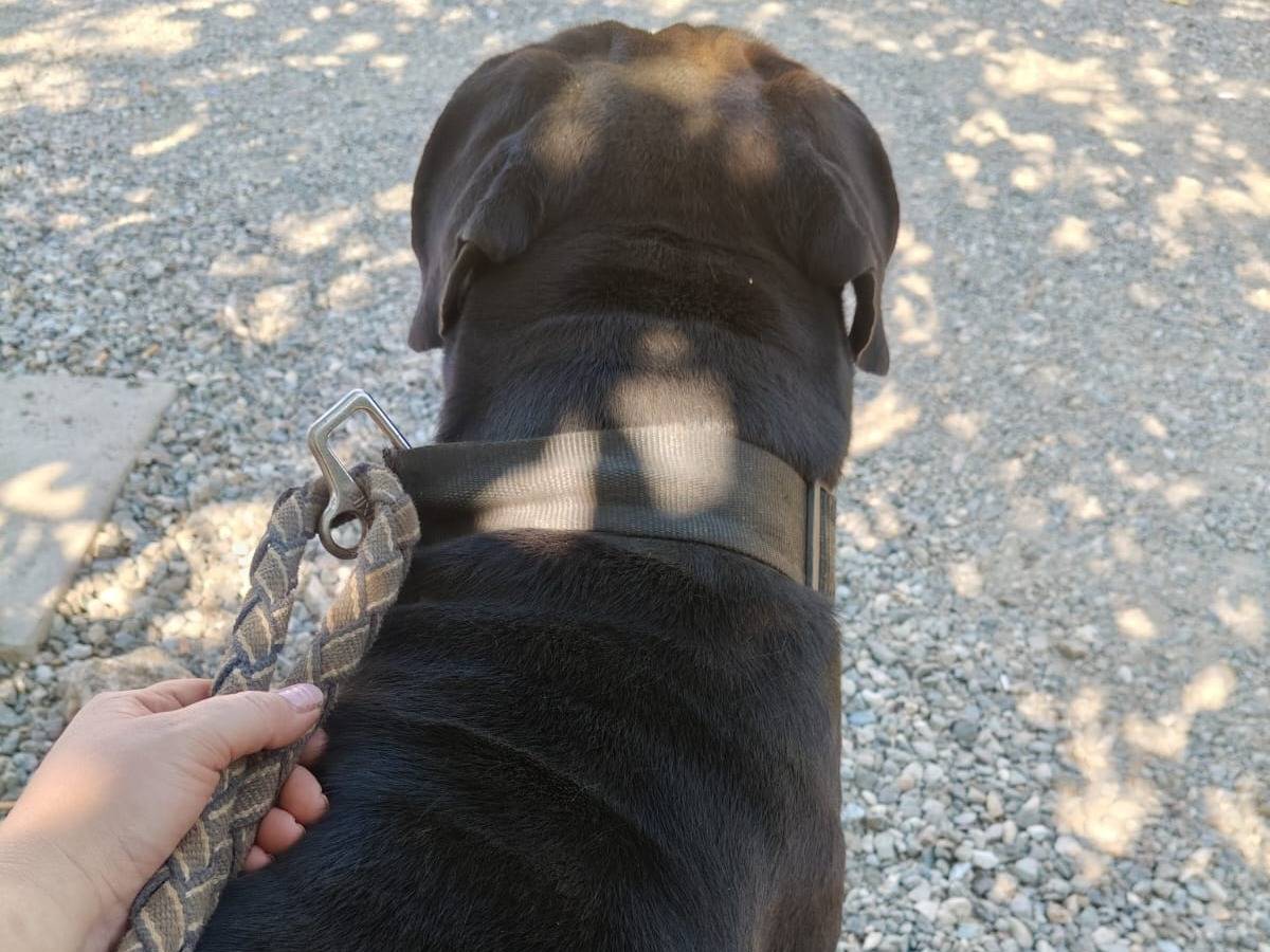 Adotta un cane, taglia gigante, maschio, Vibo