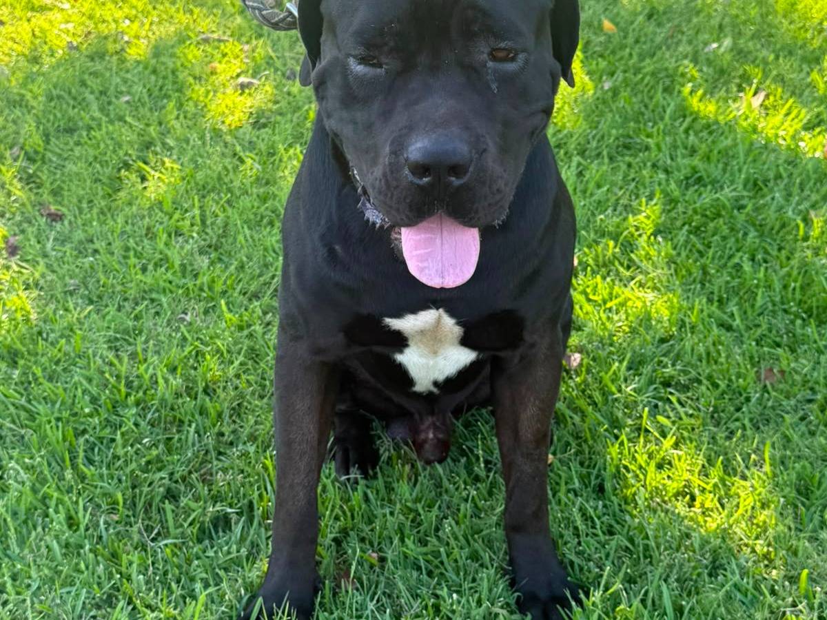 Adotta il cane LEO a Vibo