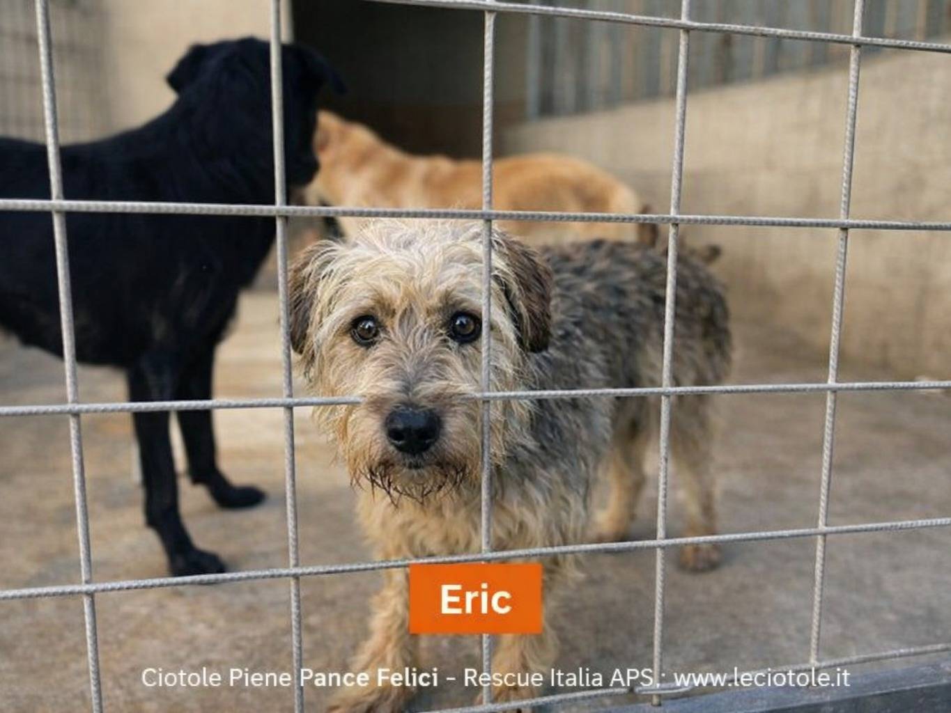 Adozione cane, maschio, Razza sconosciuta Razza sconosciuta, 6 anni e 1 mese, taglia piccola, Avellino