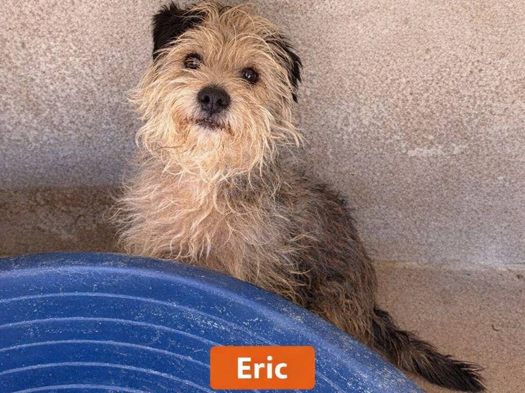 Adotta un cane, maschio, 6 anni e 1 mese, Avellino
