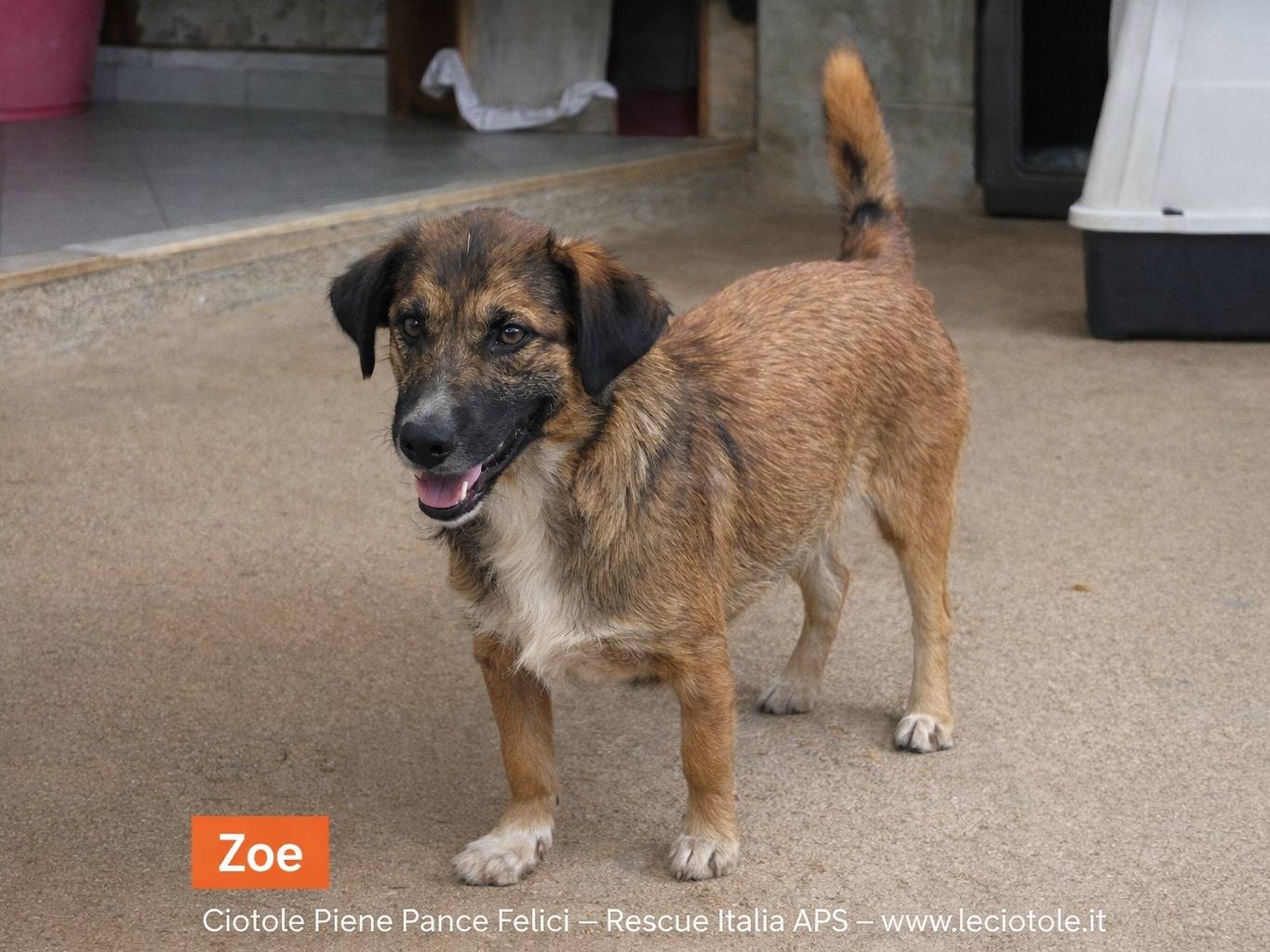 Adozione cane, femmina, Razza sconosciuta Razza sconosciuta, 1 anno e 8 mesi, taglia media, Avellino