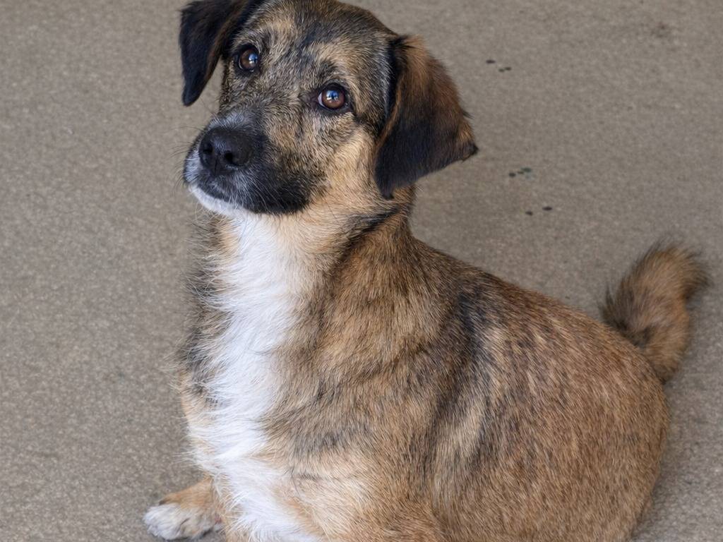 Adotta un cane, femmina, 1 anno e 8 mesi, Avellino