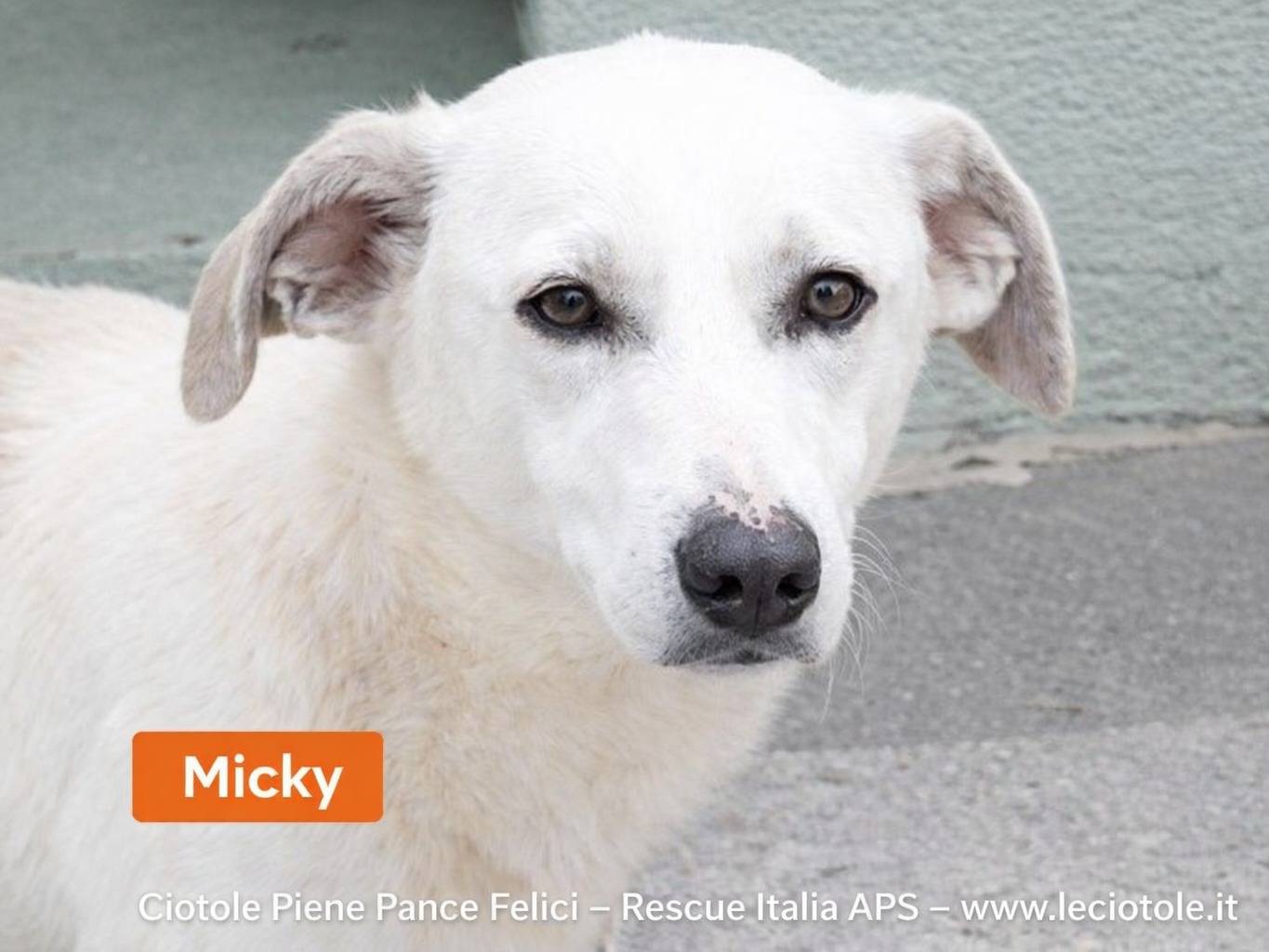 Adozione cane, femmina, Razza sconosciuta Razza sconosciuta, 1 anno e 5 mesi, taglia media, Torino