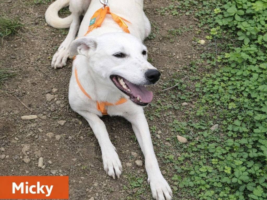 Adotta un cane, femmina, 1 anno e 5 mesi, Torino