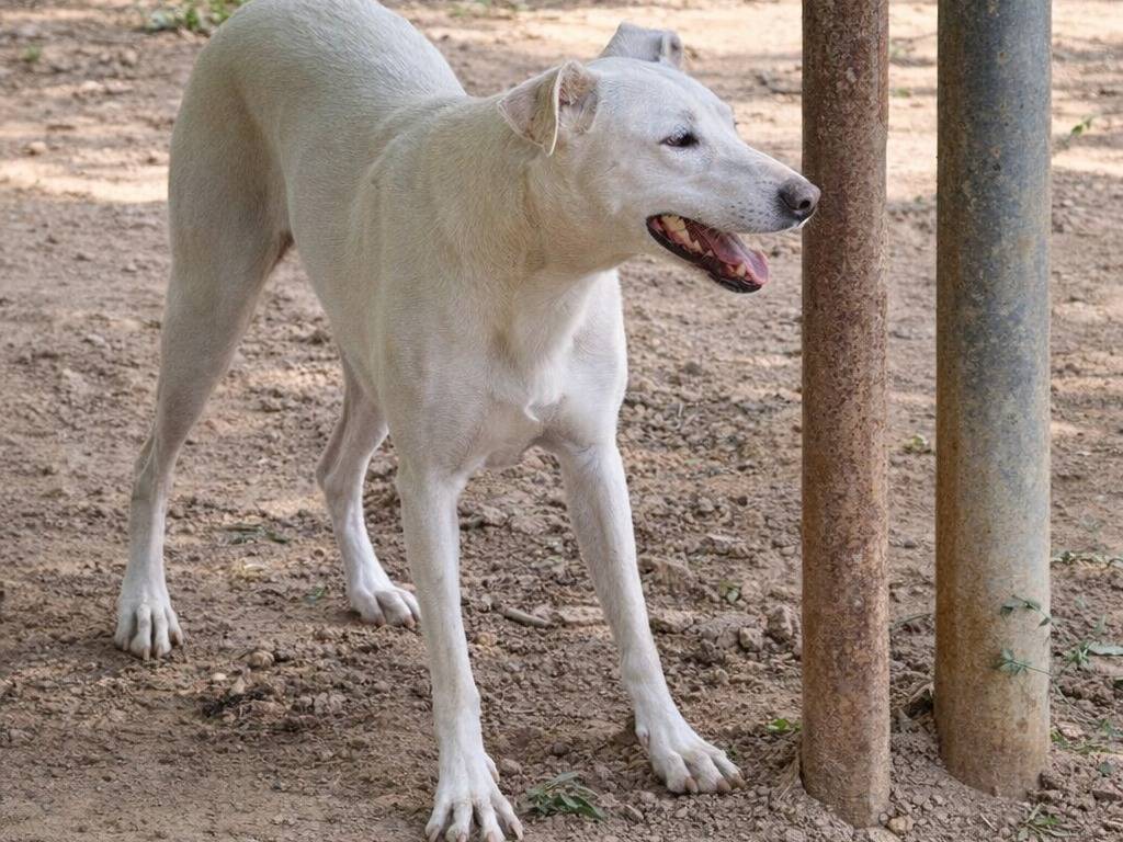 Adotta un cane, taglia media, femmina, Torino