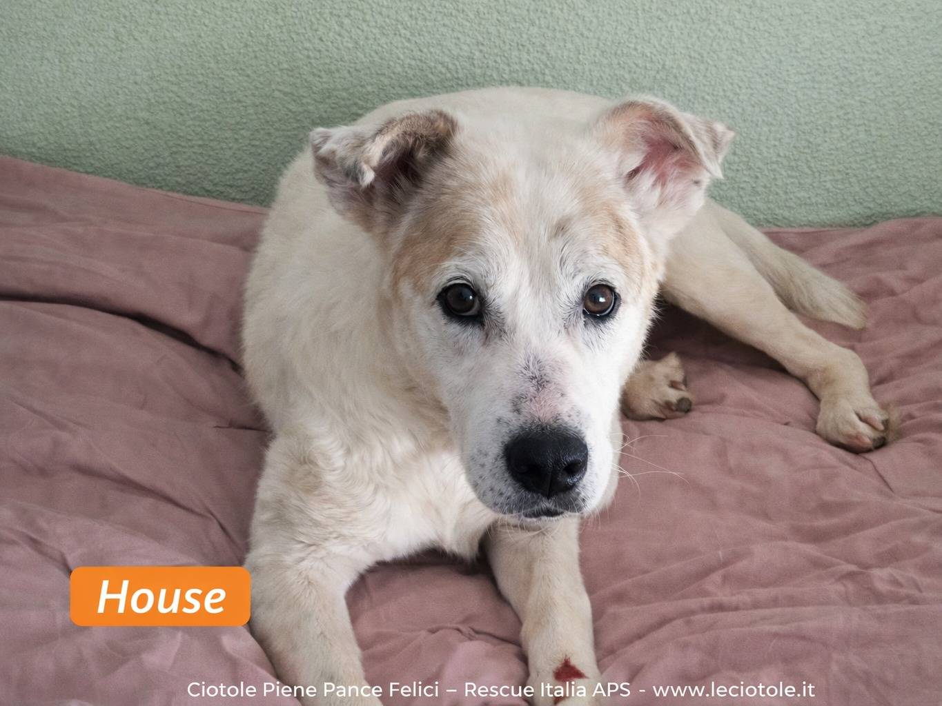 Adozione cane, maschio, Razza sconosciuta Razza sconosciuta, 9 anni e 4 mesi, taglia grande, Avellino