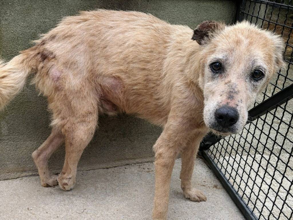 Adotta un cane, maschio, 9 anni e 4 mesi, Avellino