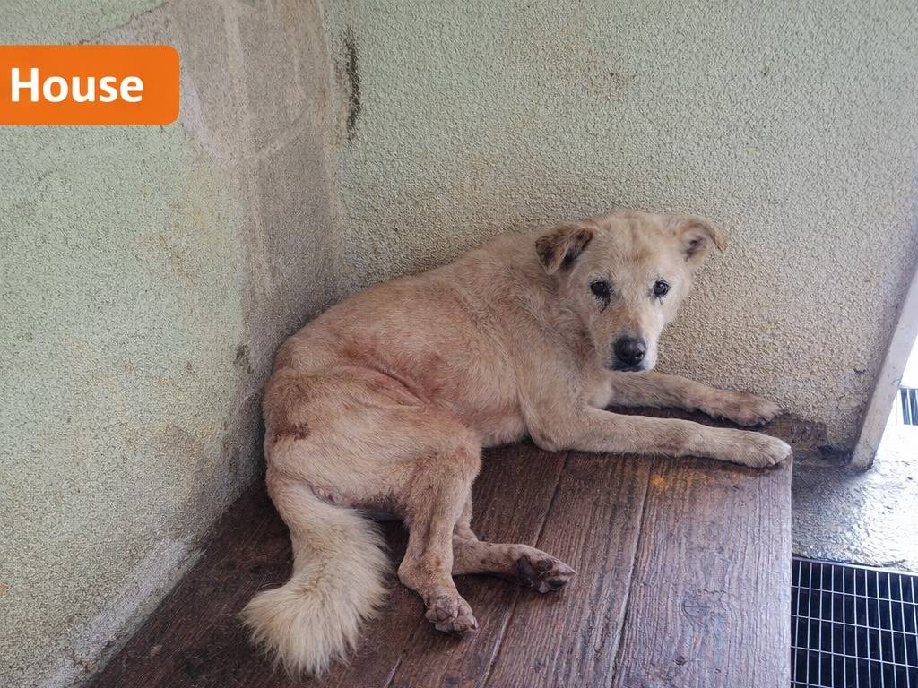 Adotta un cane, taglia grande, maschio, Avellino