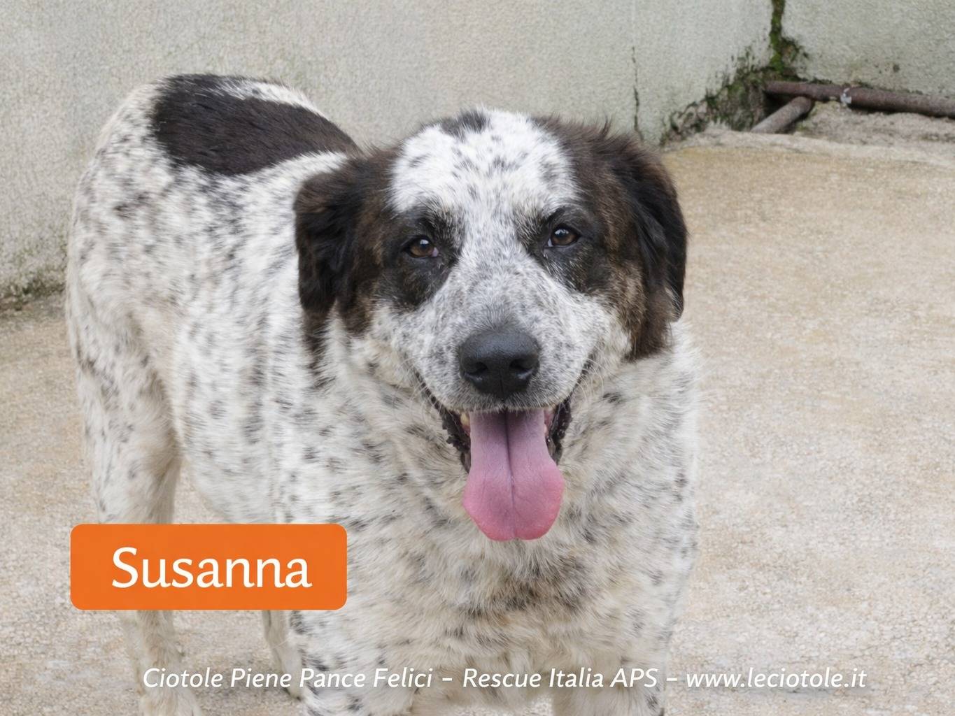 Adozione cane, femmina, Razza sconosciuta Razza sconosciuta, 9 anni e 3 mesi, taglia grande, Avellino