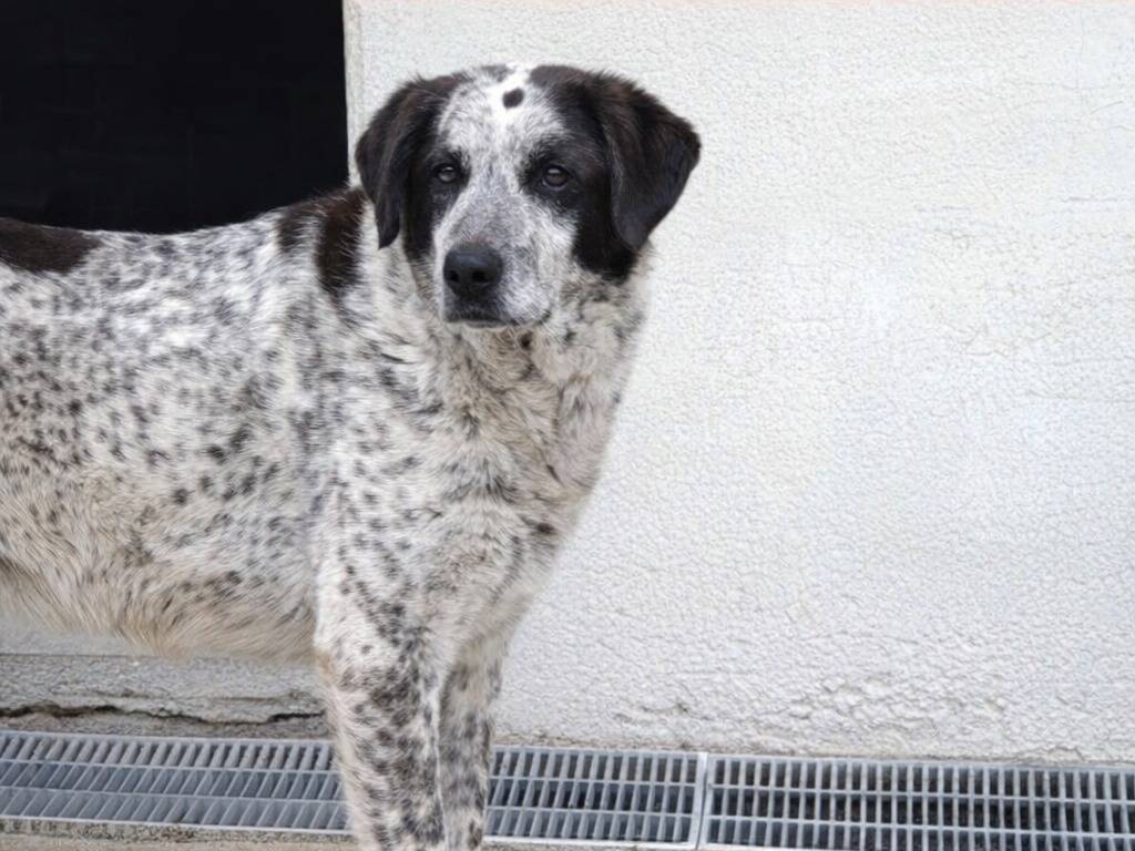 Adotta un cane, femmina, 9 anni e 3 mesi, Avellino