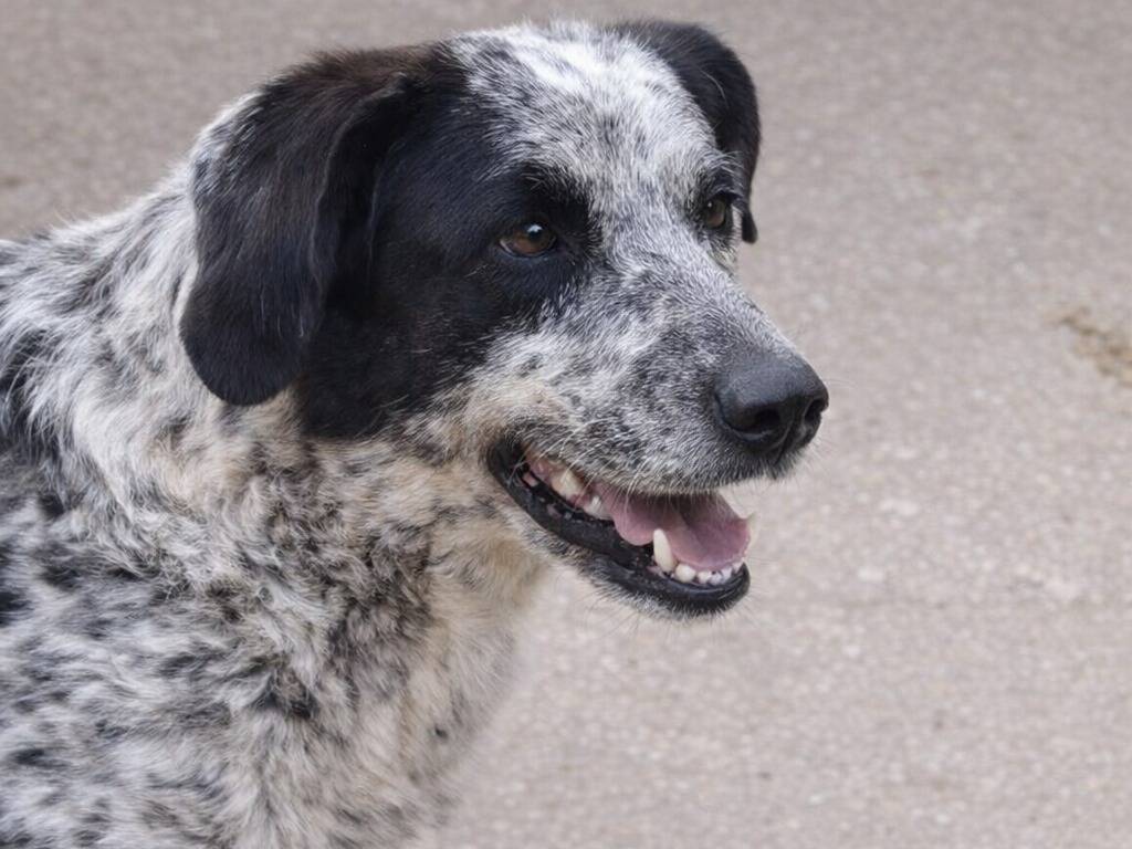 Adotta un cane, taglia grande, femmina, Avellino