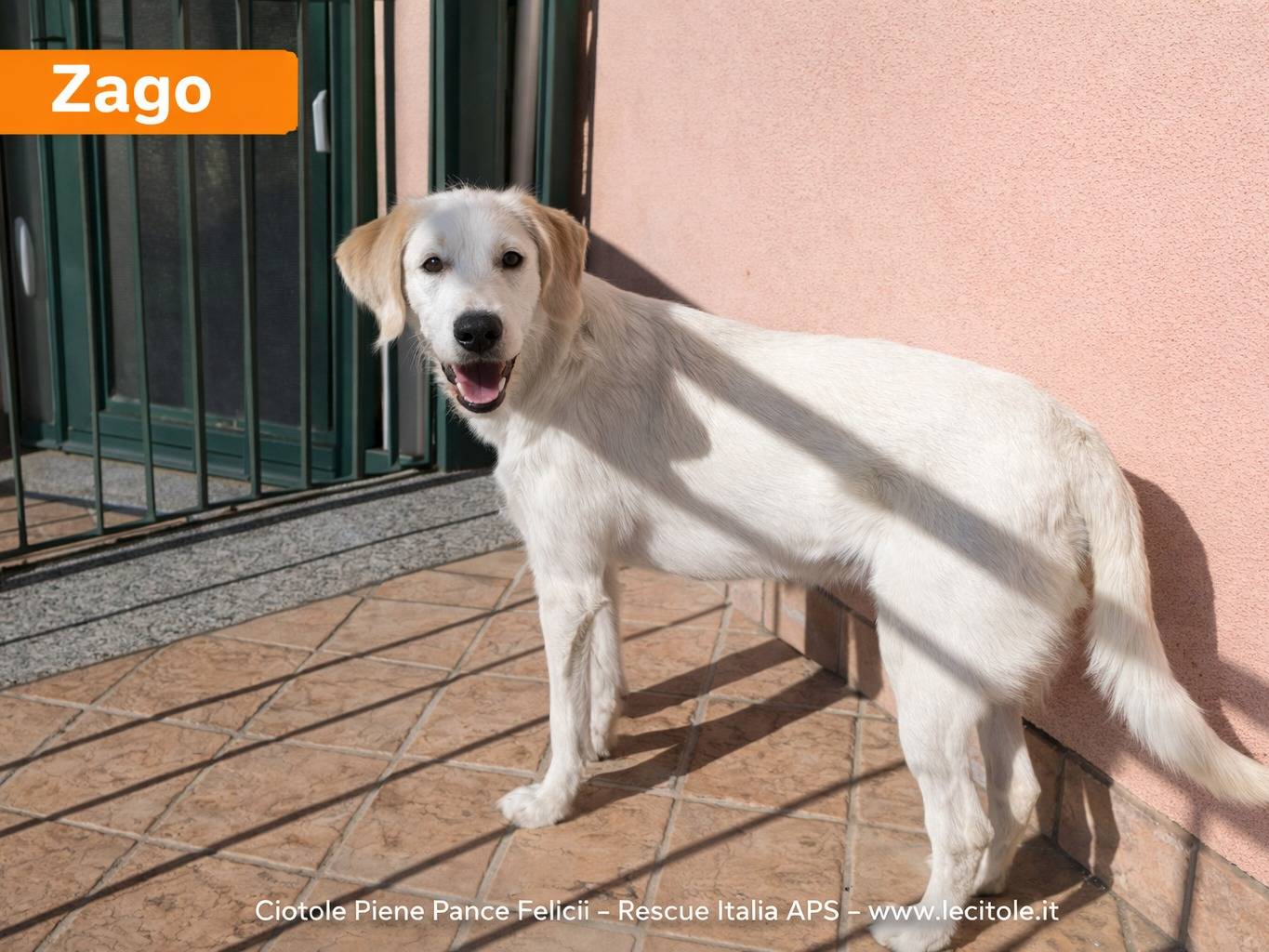 Adozione cane, maschio, Razza sconosciuta Razza sconosciuta, 6 mesi, taglia media, Avellino