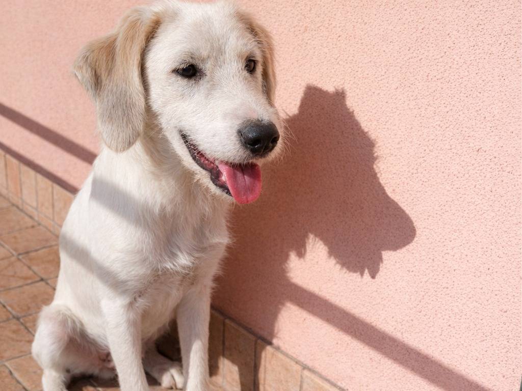 Adotta un cane, maschio, 6 mesi, Avellino