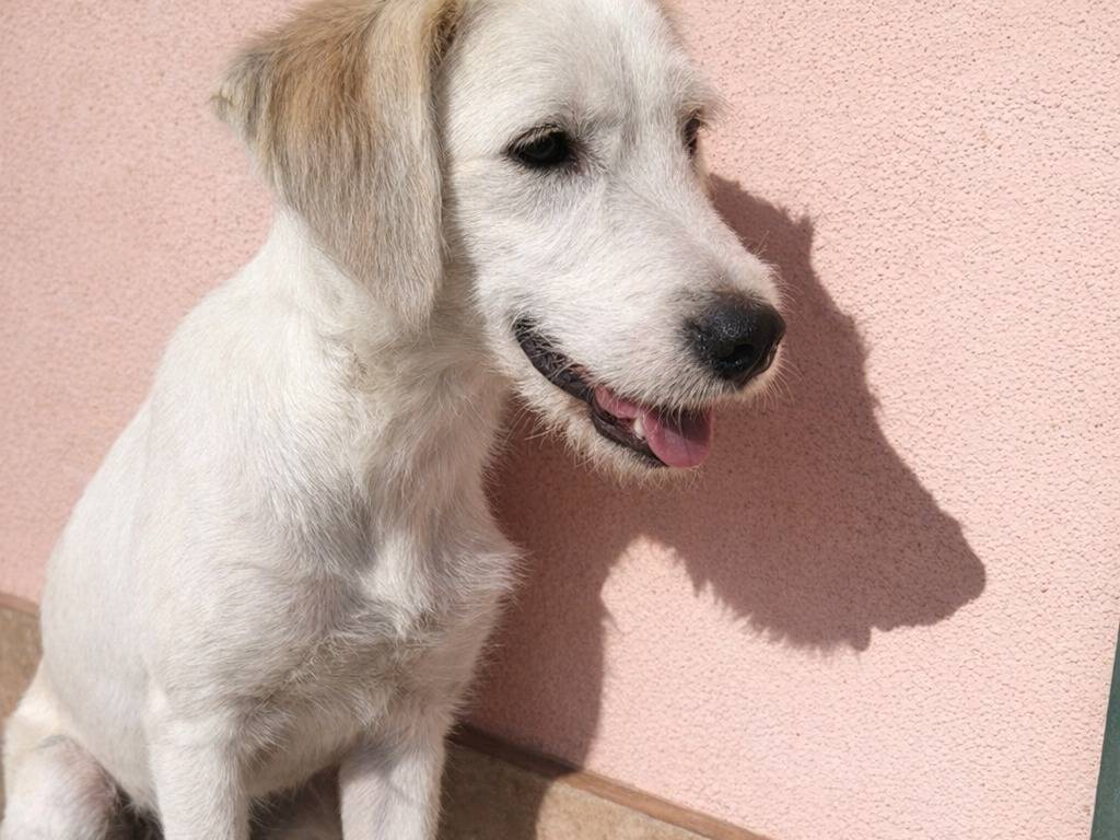 Adotta un cane, taglia media, maschio, Avellino