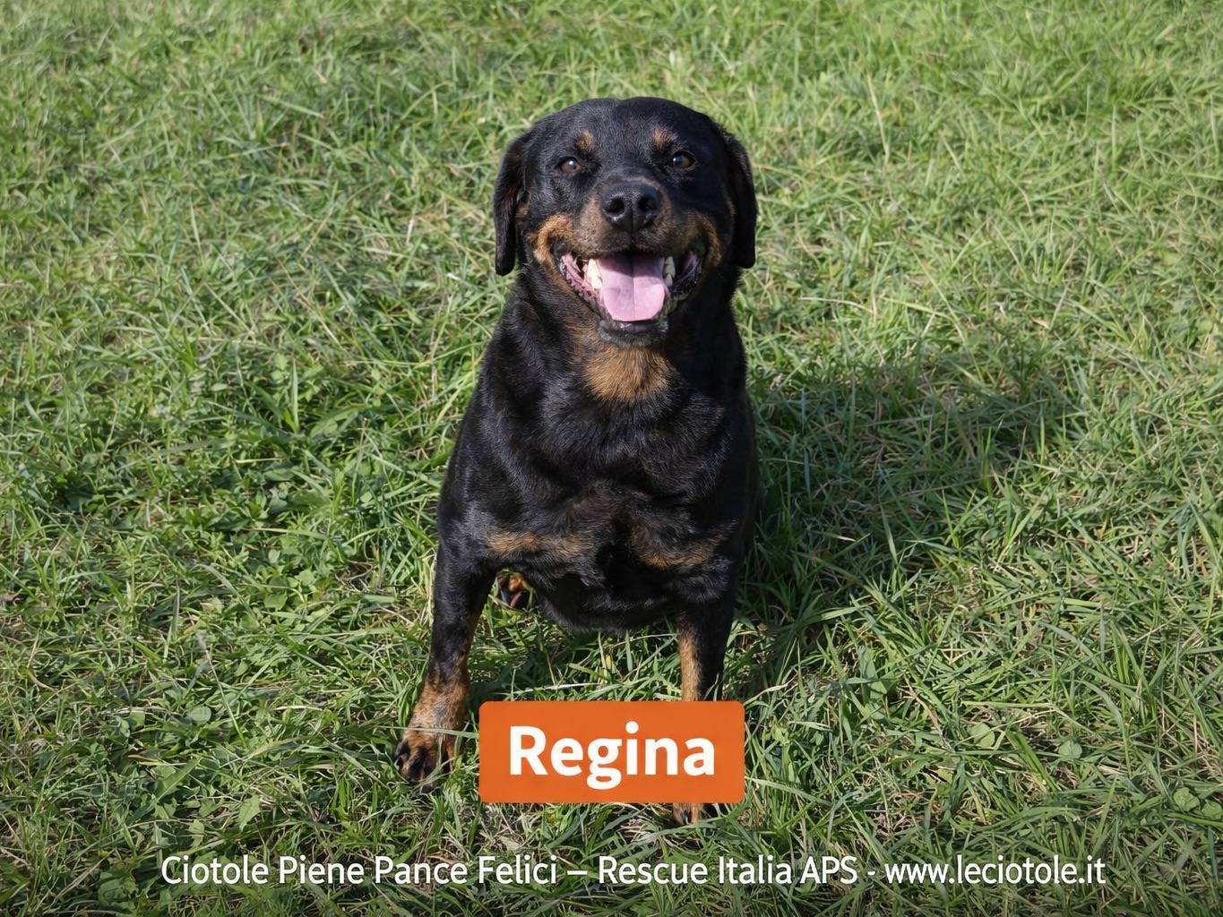 Adozione cane, femmina, Rottweiler Razza sconosciuta, 5 anni e 8 mesi, taglia grande, Avellino