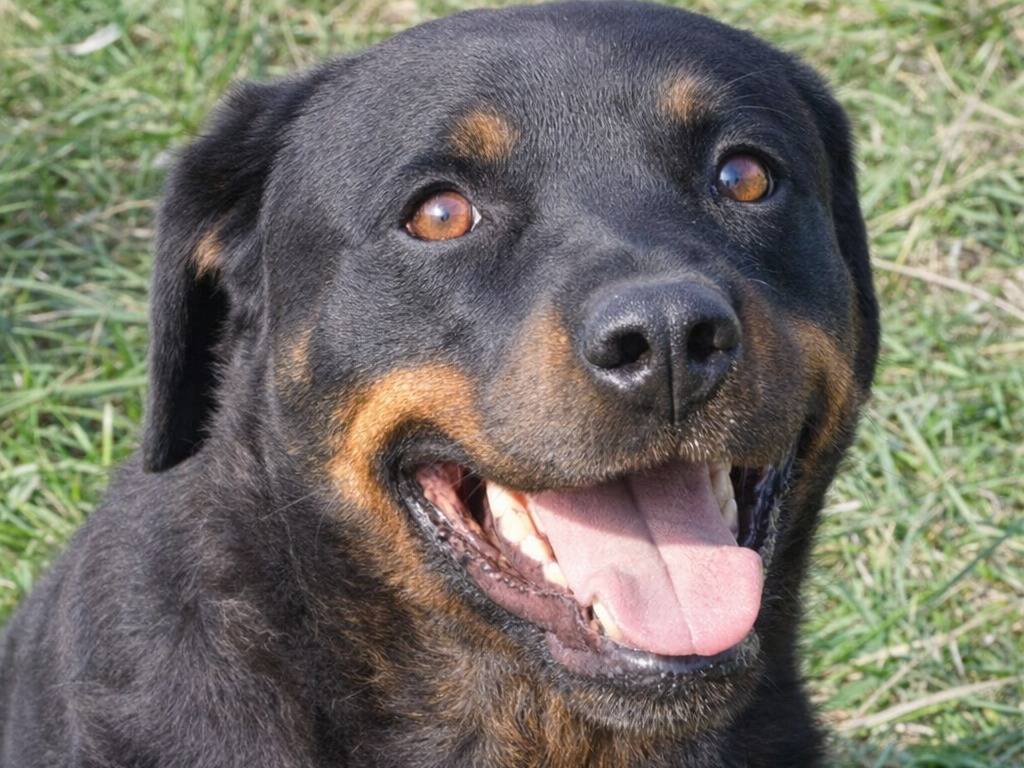 Adotta un cane, taglia grande, femmina, Avellino