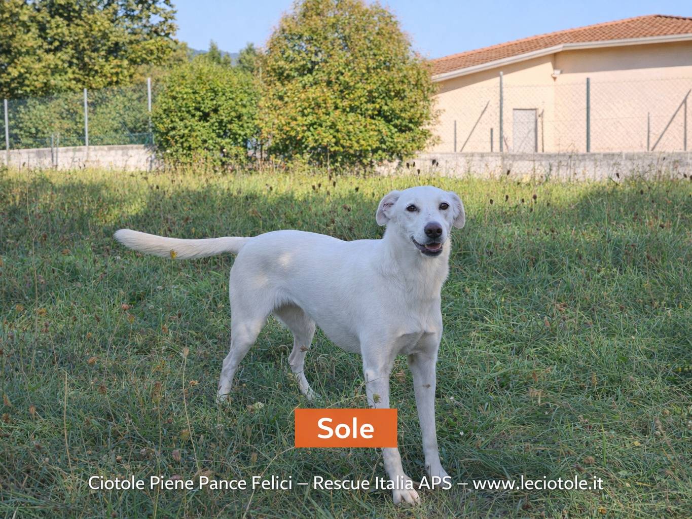 Adozione cane, femmina, Razza sconosciuta Razza sconosciuta, 3 anni e 5 mesi, taglia media, Avellino