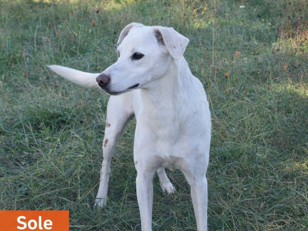 Adotta un cane, femmina, 3 anni e 5 mesi, Avellino