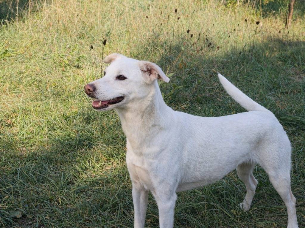 Adotta un cane, taglia media, femmina, Avellino