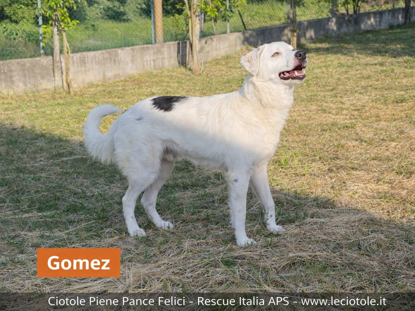 Adozione cane, maschio, Razza sconosciuta Razza sconosciuta, 1 anno e 9 mesi, taglia grande, Avellino