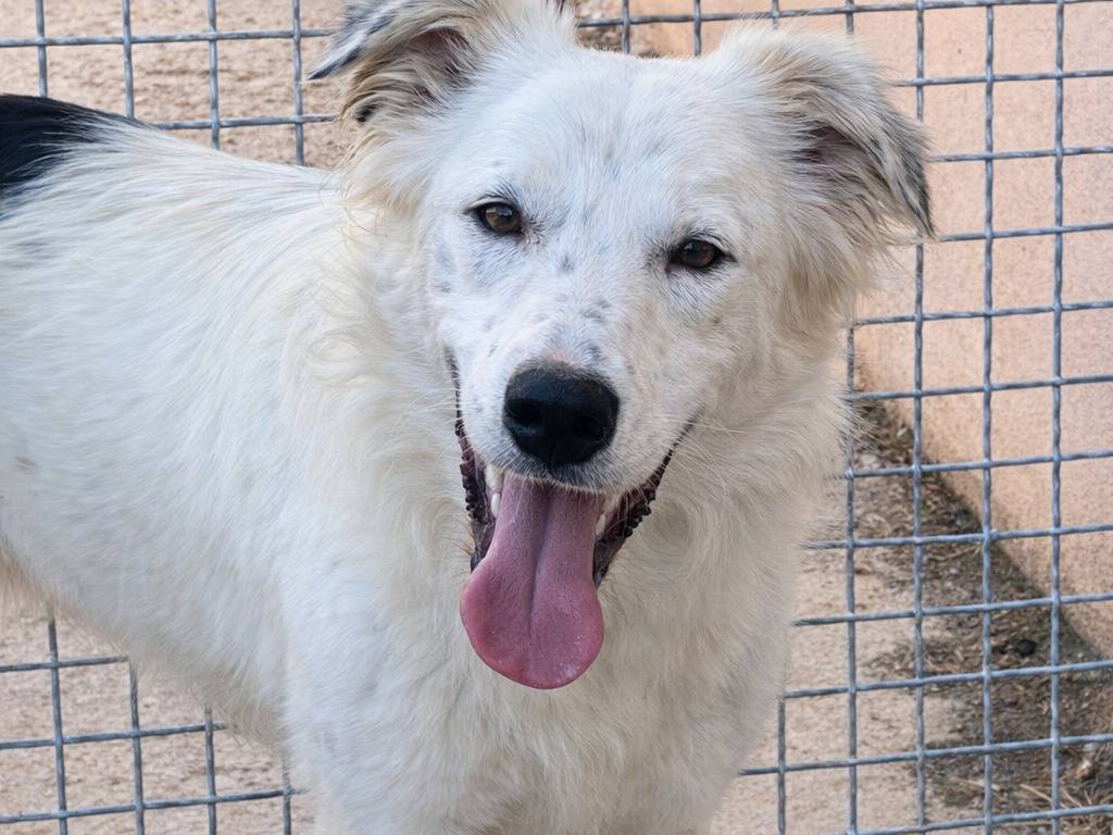 Adotta un cane, maschio, 1 anno e 9 mesi, Avellino