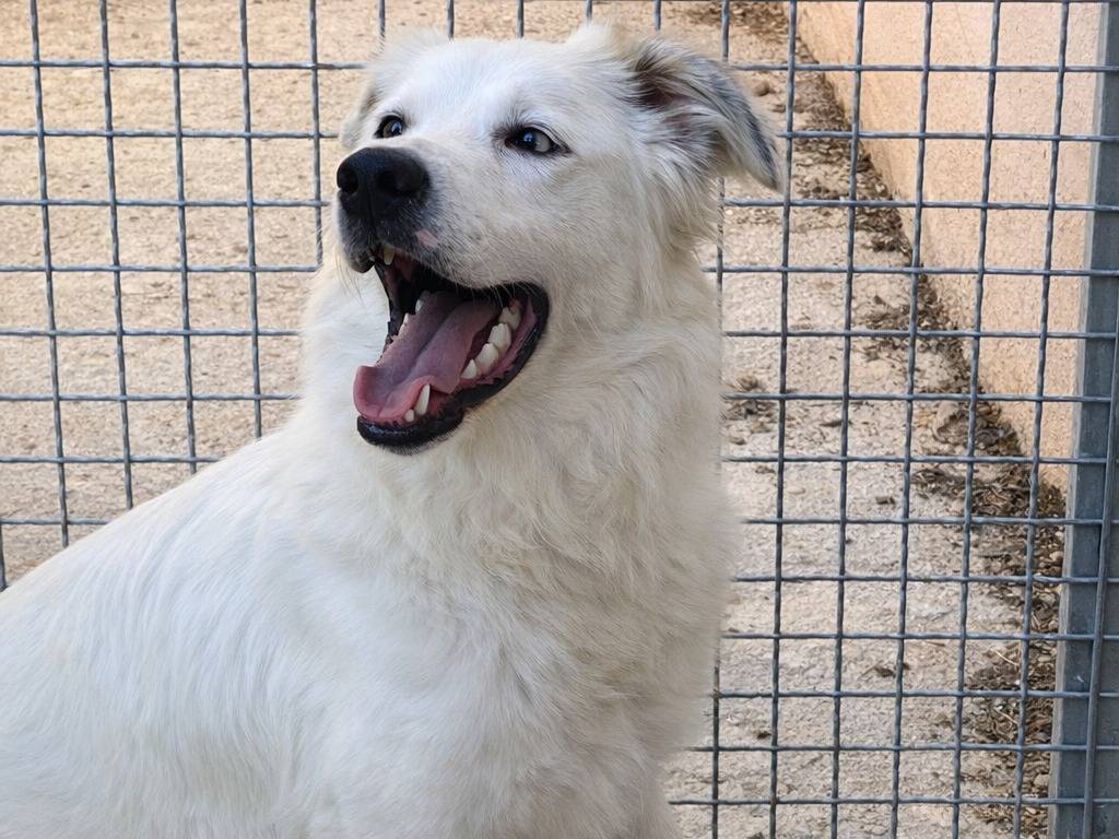 Adotta un cane, taglia grande, maschio, Avellino