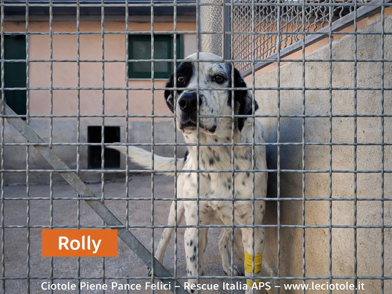Adozione cane, maschio, Razza sconosciuta Razza sconosciuta, 2 anni e 5 mesi, taglia media contenuta, Avellino
