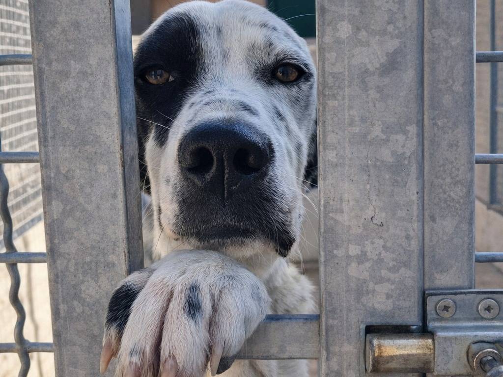 Adotta un cane, maschio, 2 anni e 5 mesi, Avellino