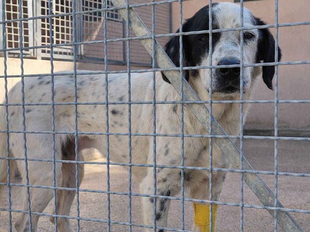 Adotta un cane, taglia media contenuta, maschio, Avellino