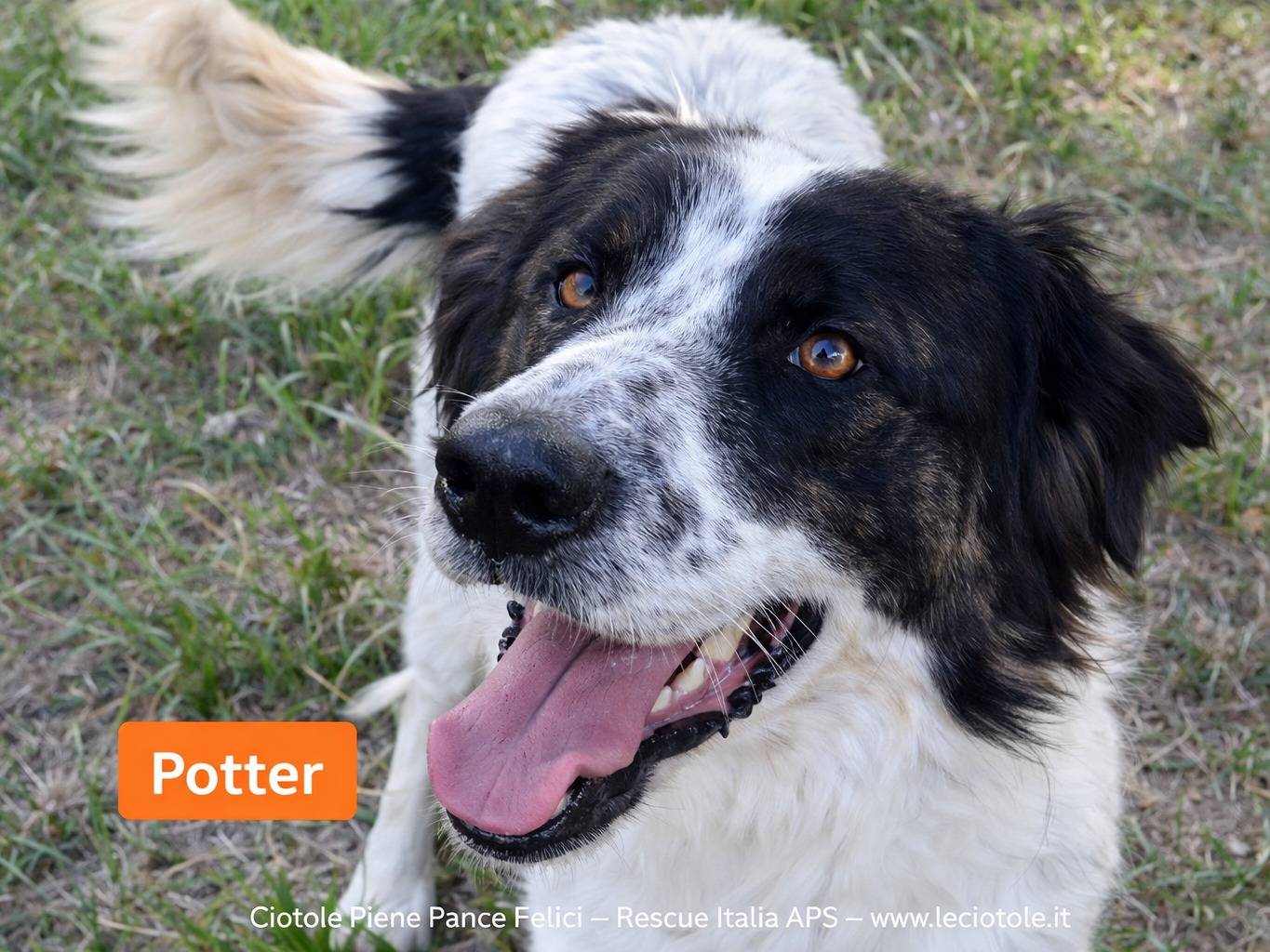 Adozione cane, maschio, Razza sconosciuta Razza sconosciuta, 2 anni e 2 mesi, taglia media, Avellino