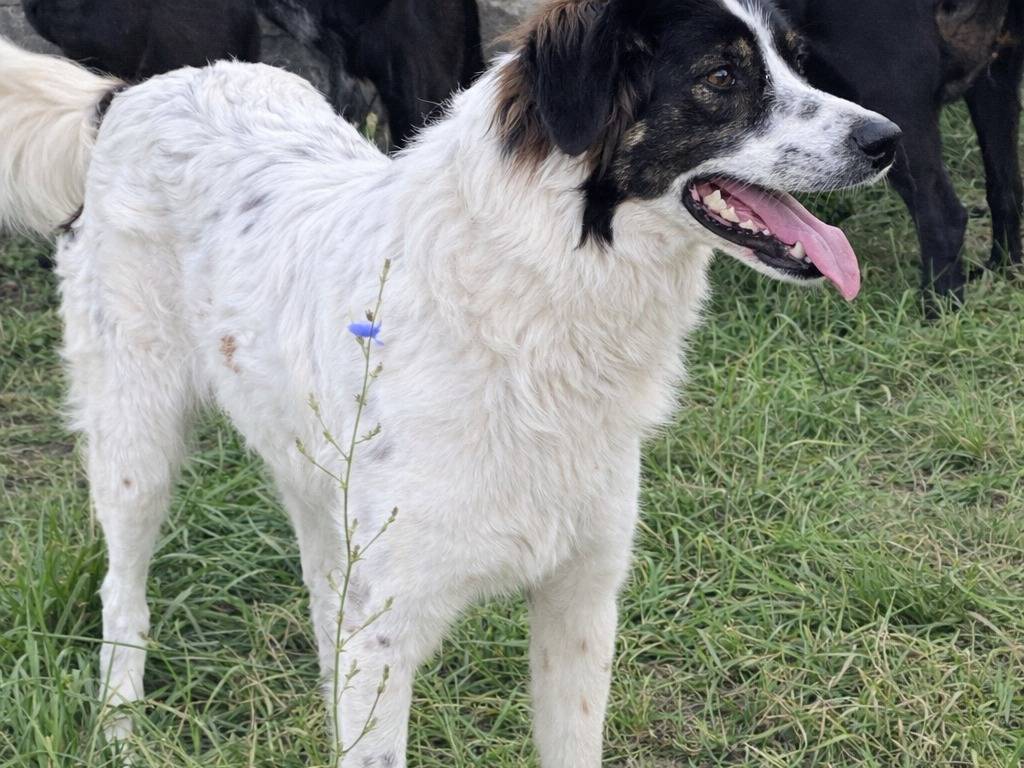 Adotta un cane, maschio, 2 anni e 2 mesi, Avellino