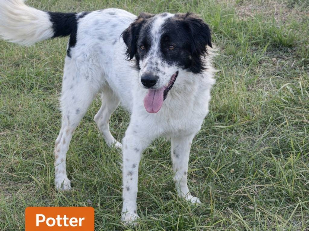 Adotta un cane, taglia media, maschio, Avellino